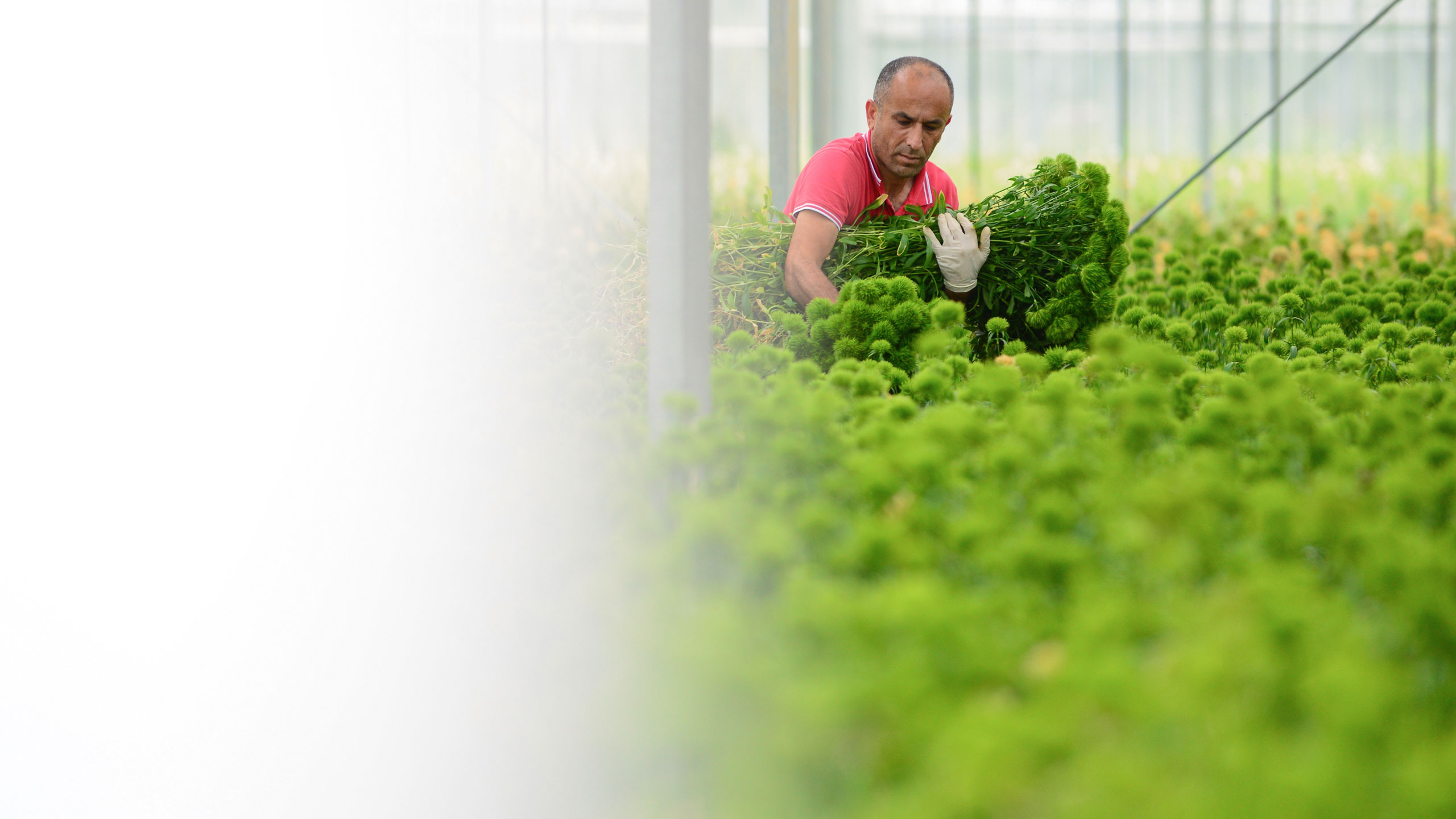 Brand Photography Comparison Compare Marketing Communications Sales Product Literature Identity Digital Innovation Strategy Online Branding New Business Naming Horticulture Flowers Nature International Import Export Leeds Agency Consultants Consultancy DESIGN PROJECT