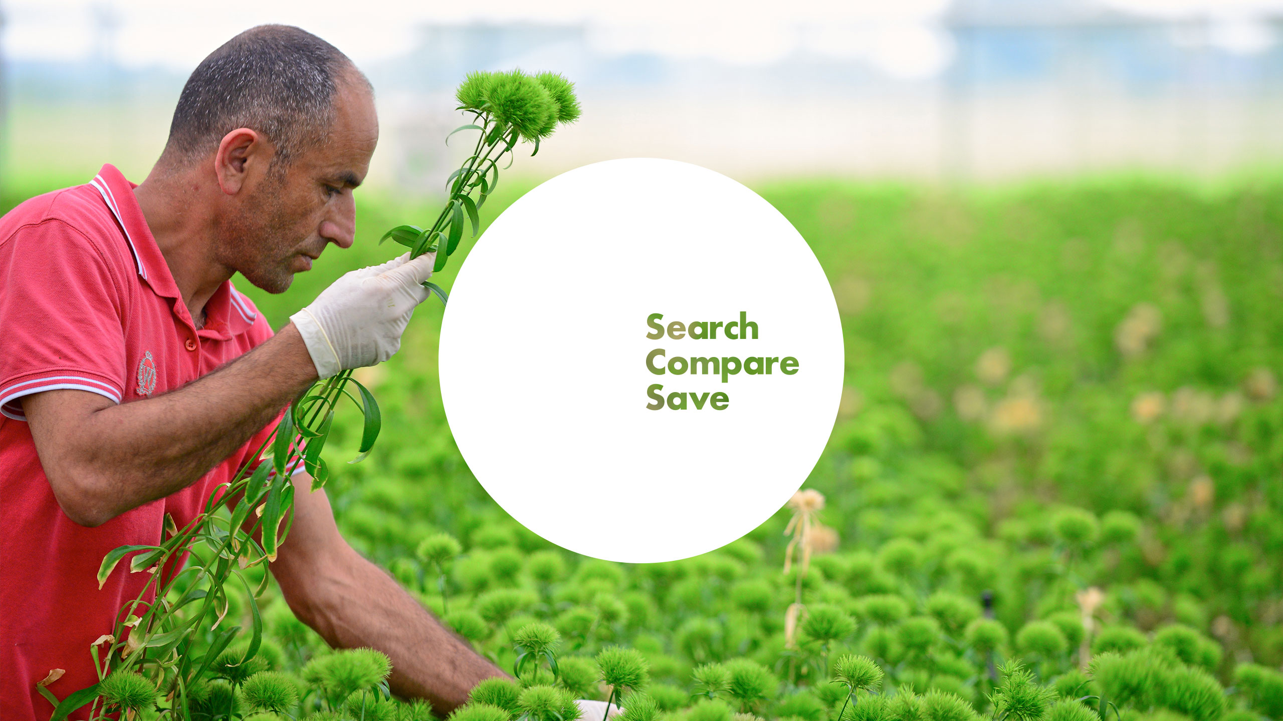 Comparison Compare Marketing Communications Sales Product Literature Identity Digital Brand Innovation Strategy Online Branding New Business Naming Horticulture Flowers Nature International Import Export Leeds Agency Consultants Consultancy DESIGN PROJECT 2