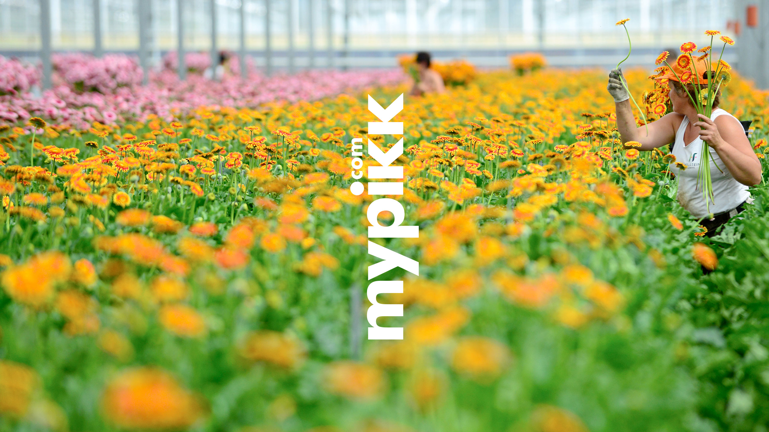 Design Project Brand Identity Strategy Naming Horticulture International Holland Uk Flowers Growers Logo
