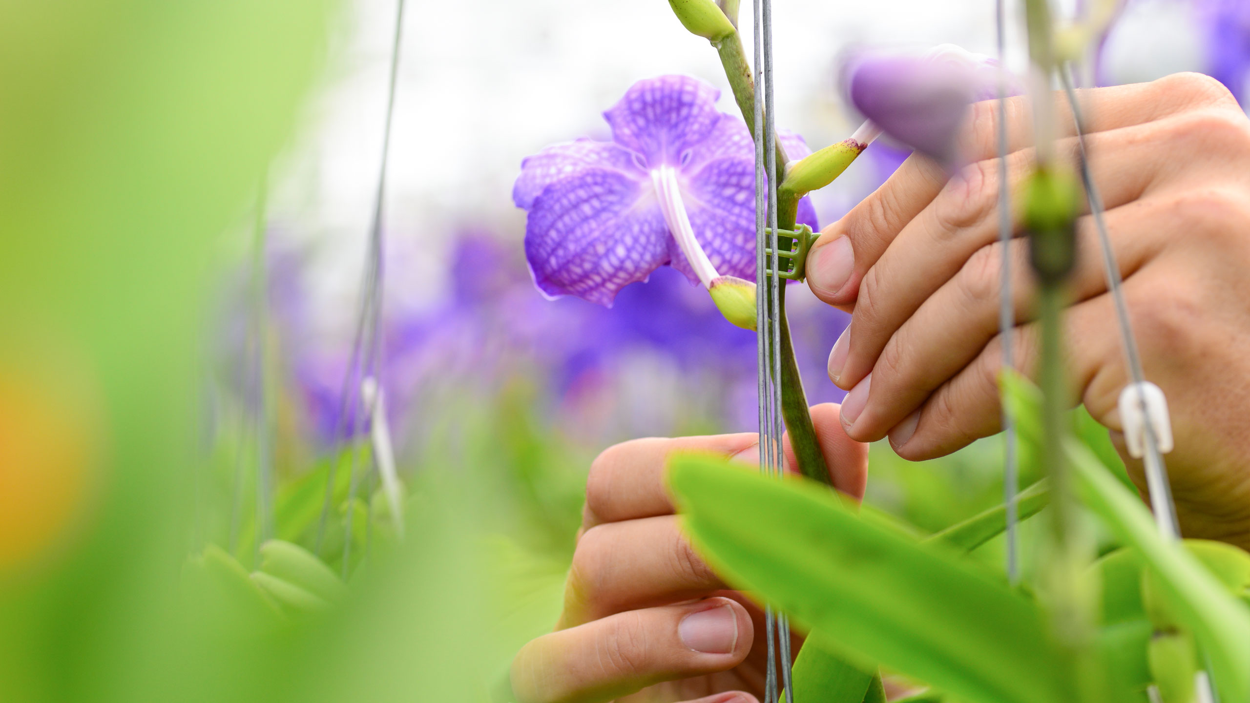 Inspirational Brand Photography Comparison Compare Marketing Communications Sales Product Literature Identity Digital Innovation Strategy Online Branding New Business Naming Horticulture Flowers Nature International Import Export Leeds Agency Consultants Consultancy DESIGN PROJECT 1