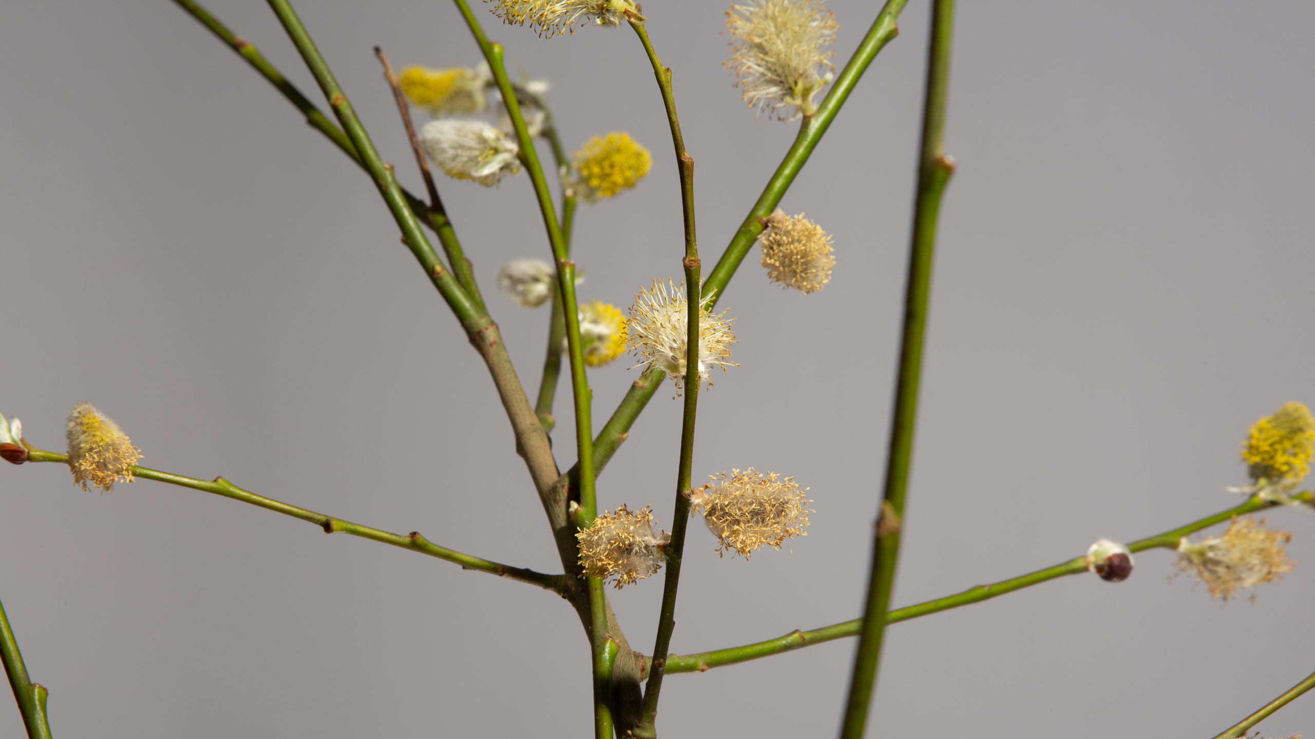 Art Direction Corporate Environmental Eco Friendly Packaging Design Marketing Promotional Campaign Branded Branding Luxury Retail E-Comms Reusable Mailing Shipping Biodegradable Responsible Sustainable Yorkshire Leeds Branding Agency 5 DESIGN PROJECT